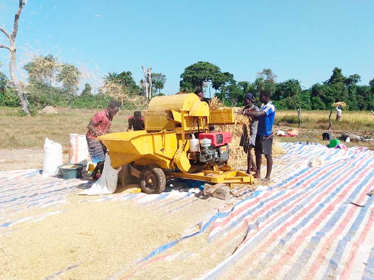 Battage de la récolte de riz à Affiniam au Sénégal