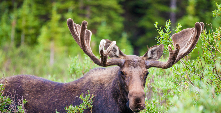 permis de chasse